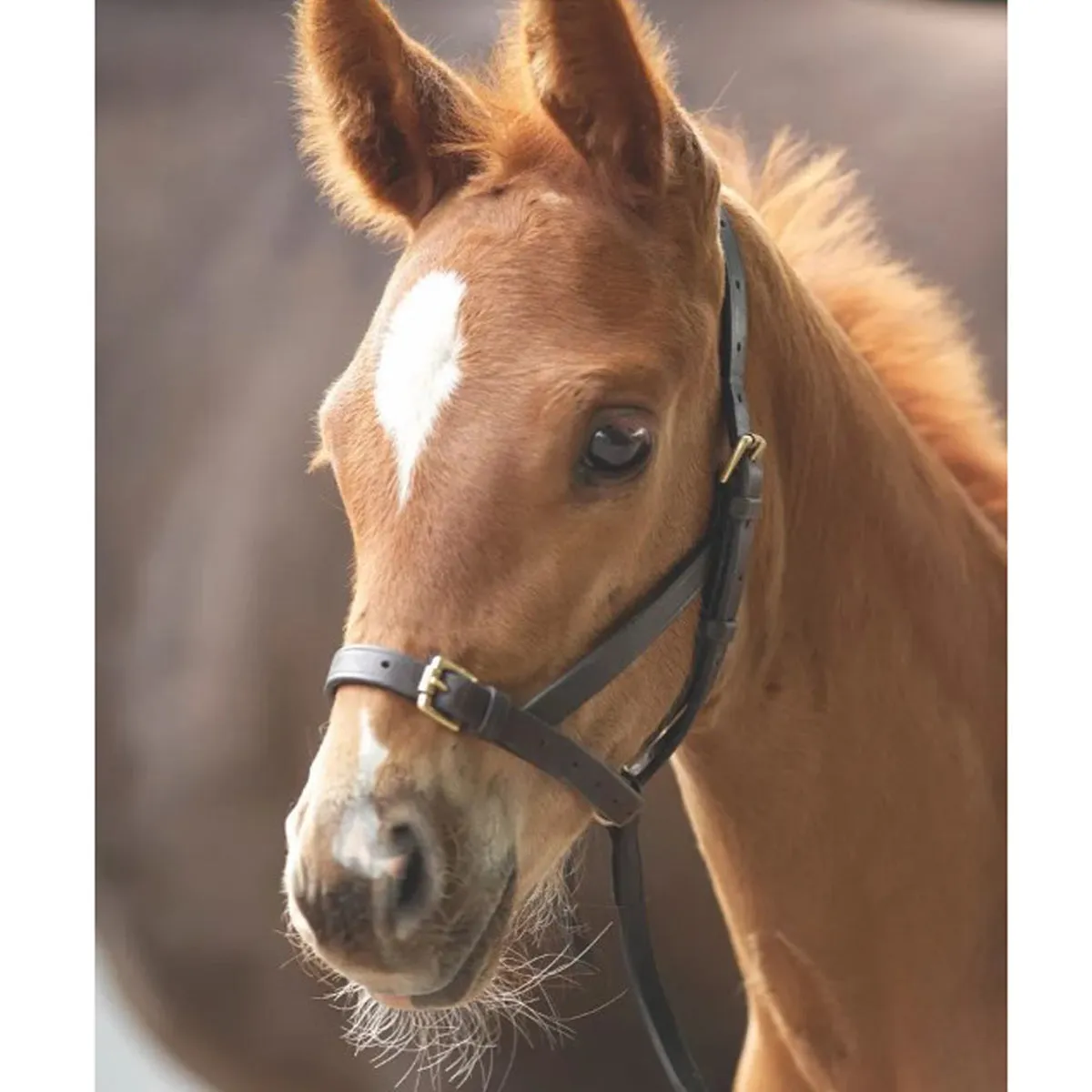 Blenheim Leather Foal Slip